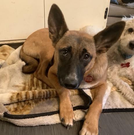 Bonnie available at Charlie's Little Doghouse