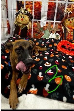 Bonnie available at Charlie's Little Doghouse