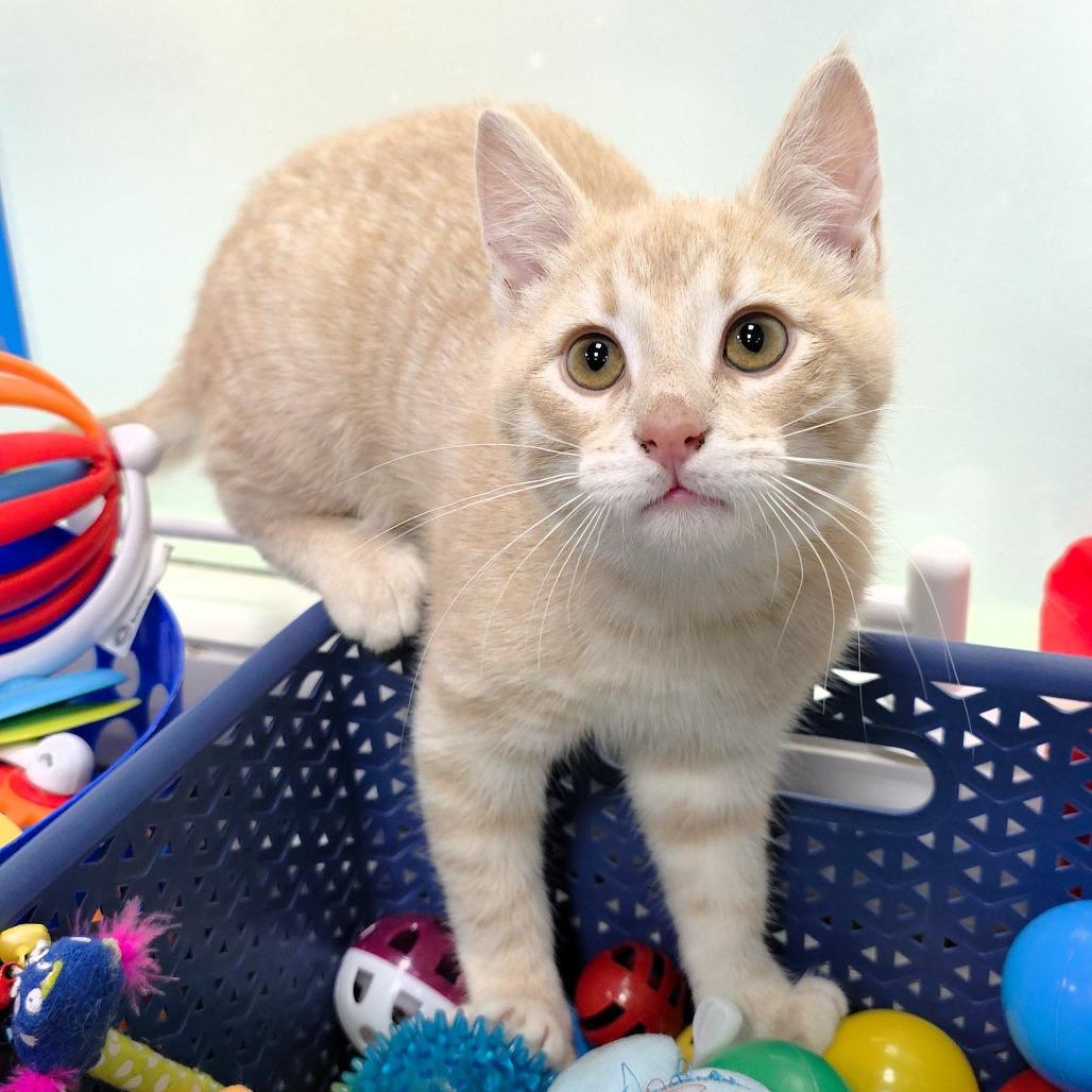 Enlarge Luke, a Adoptable Domestic Short Hair in Michigan City, IN image 2/6