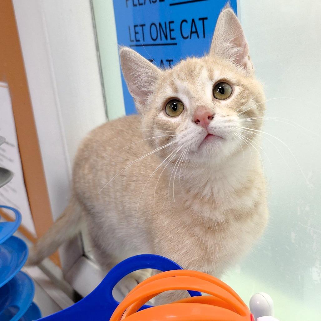 Enlarge Luke, a Adoptable Domestic Short Hair in Michigan City, IN image 3/6