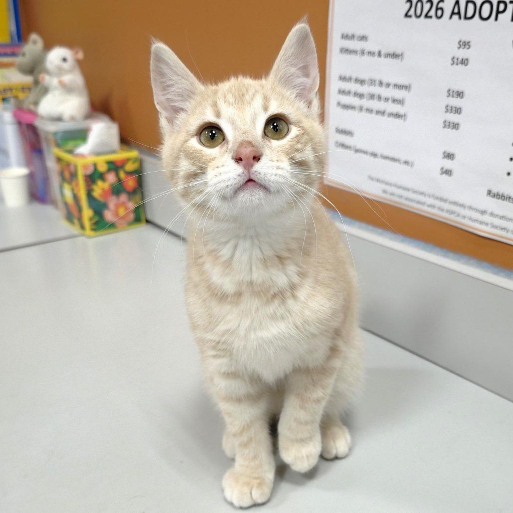 Enlarge Luke, a Adoptable Domestic Short Hair in Michigan City, IN image 4/6