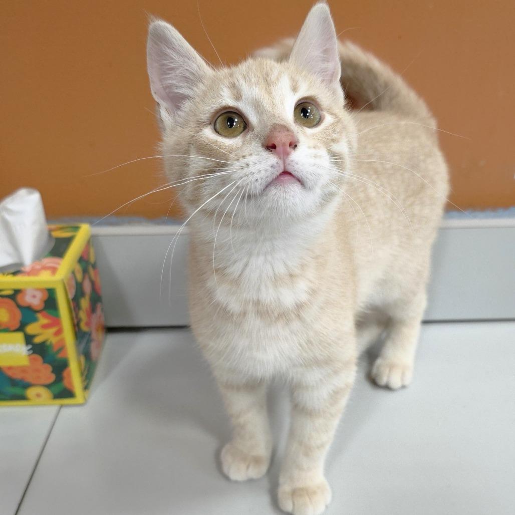 Enlarge Luke, a Adoptable Domestic Short Hair in Michigan City, IN image 5/6