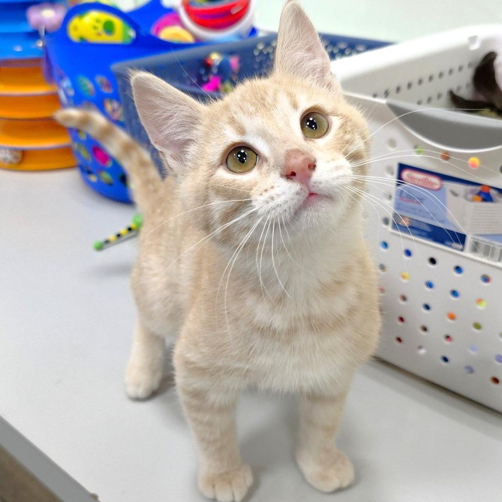 Enlarge Luke, a Adoptable Domestic Short Hair in Michigan City, IN image 6/6