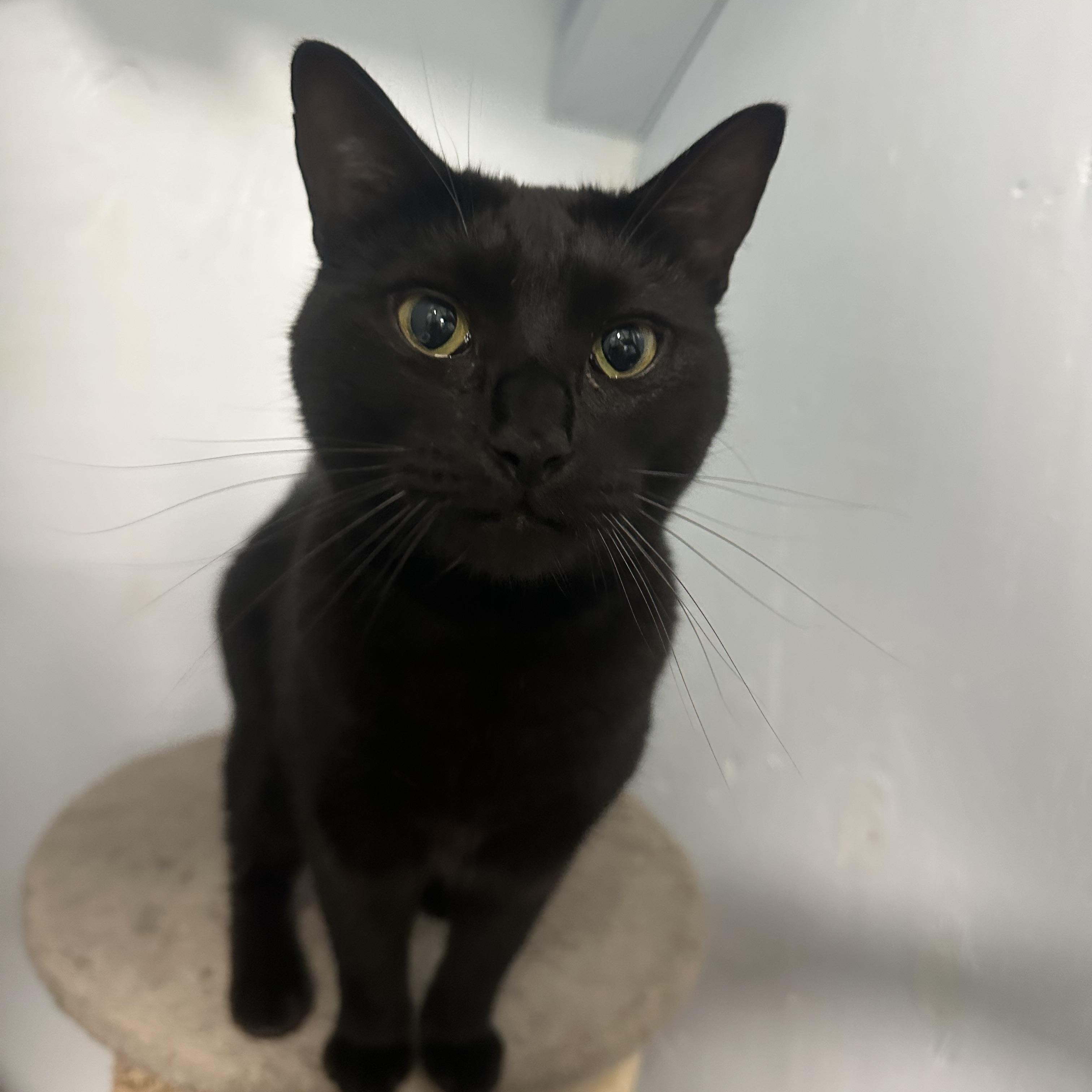 Enlarge Ziggy, a Adoptable Domestic Short Hair in Mission, BC image 4/4