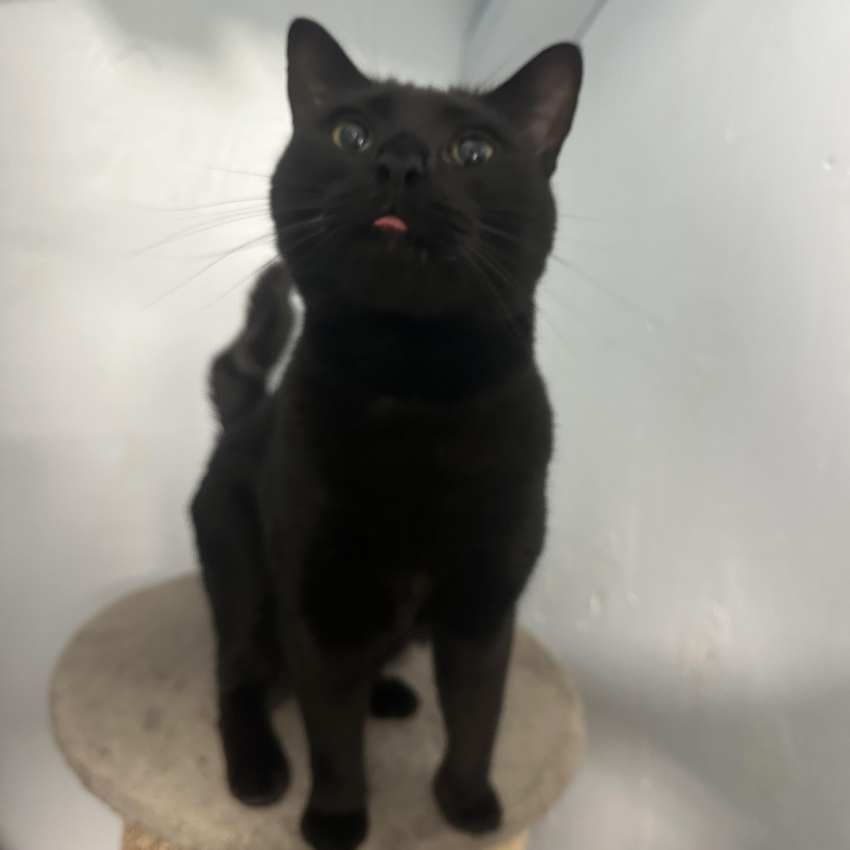 Enlarge Ziggy, a Adoptable Domestic Short Hair in Mission, BC image 3/4