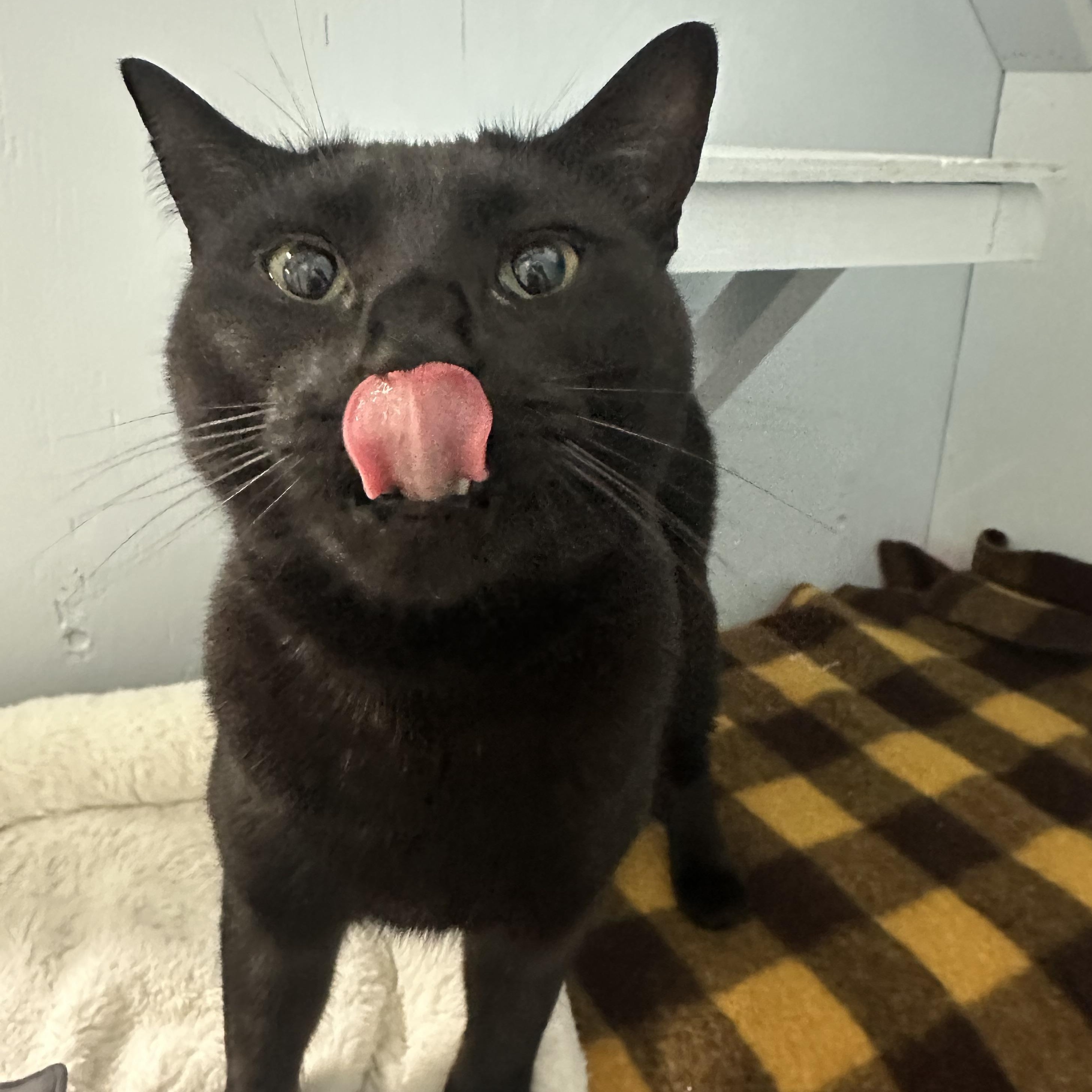 Enlarge Ziggy, a Adoptable Domestic Short Hair in Mission, BC image 2/4