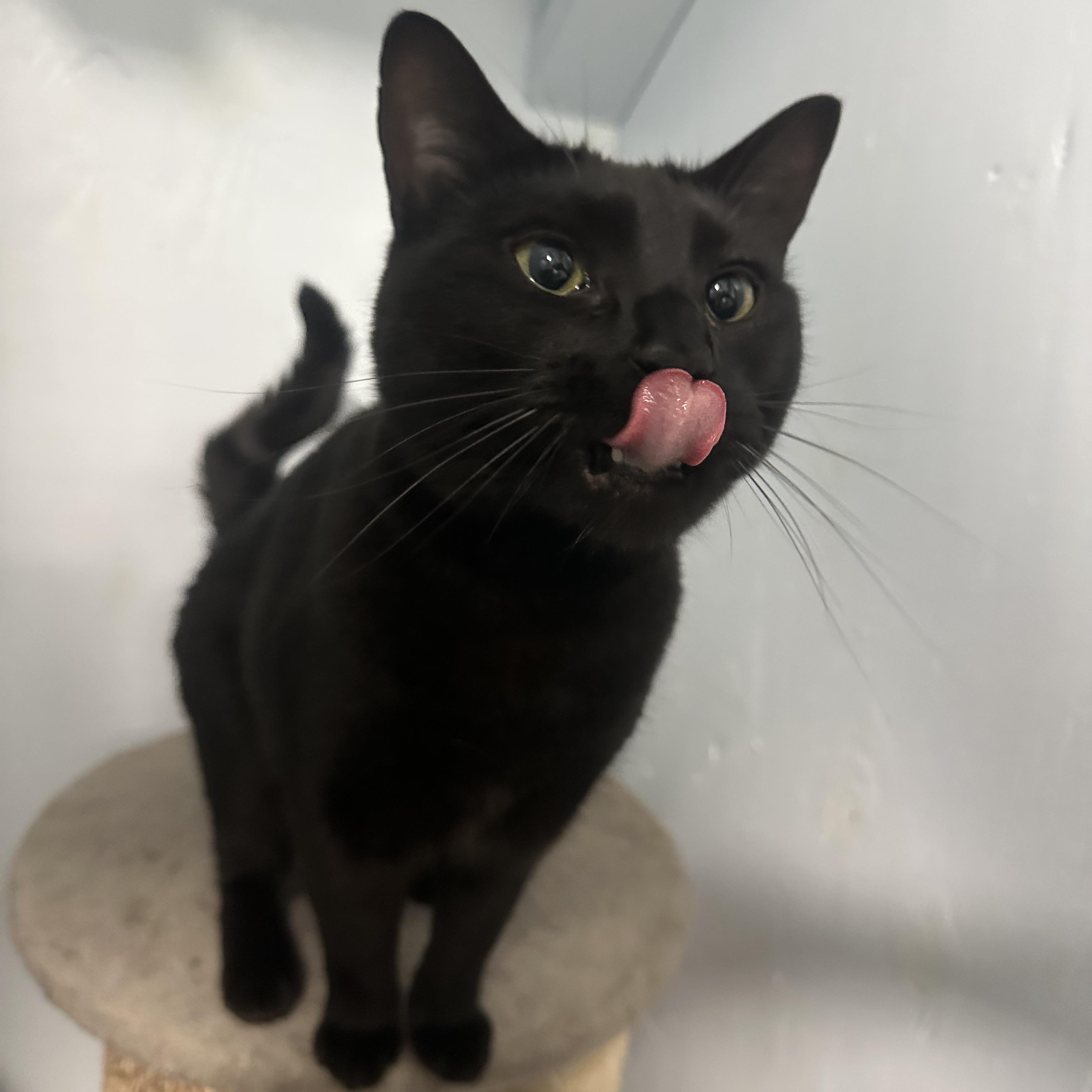 Ziggy, Adoptable, Adult Female Domestic Short Hair.