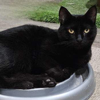 Enlarge Pickels, a ADOPTABLE Domestic Short Hair in Bethlehem, PA image 1/2