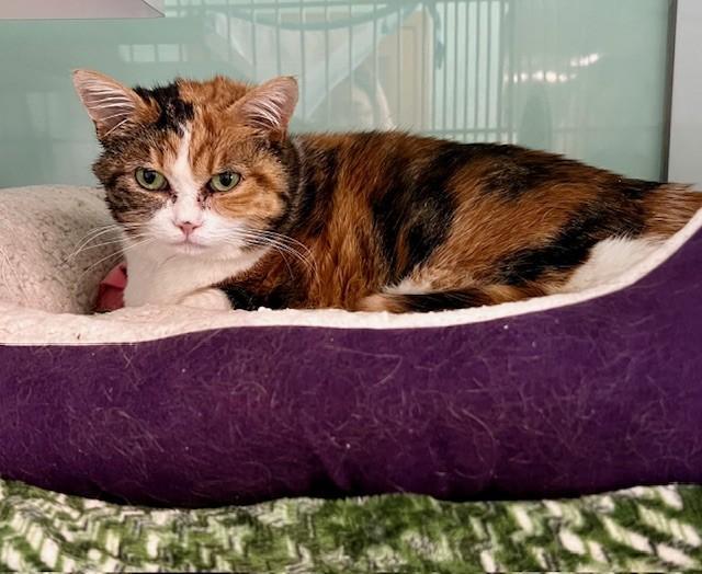 Enlarge Winky, a Adoptable mixed breed in Saint Paul, MN image 1/1