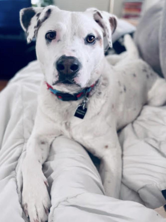 Bear (Polar)