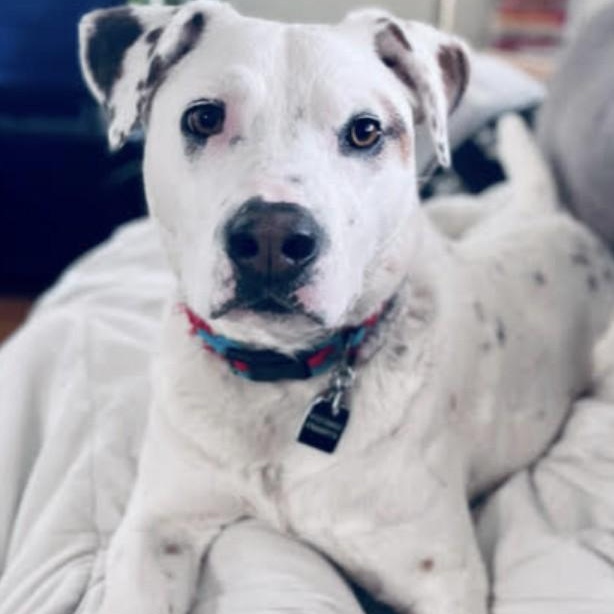 Bear (Polar), a Adoptable Cattle Dog in South Plainfield, NJ image 1/5