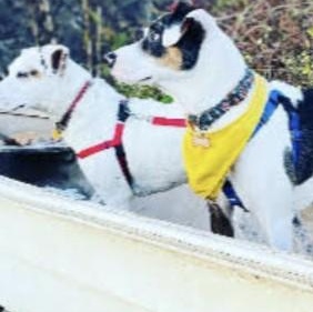 Bear (Polar), a Adoptable Cattle Dog in South Plainfield, NJ image 5/5