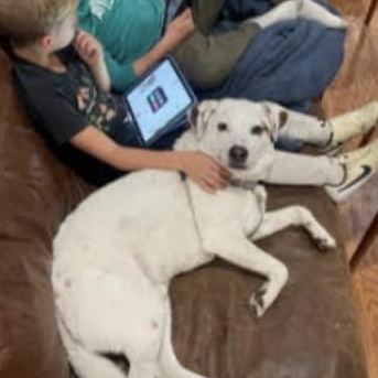 Bear (Polar), a Adoptable Cattle Dog in South Plainfield, NJ image 3/5