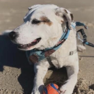 Bear (Polar), a Adoptable Cattle Dog in South Plainfield, NJ image 4/5