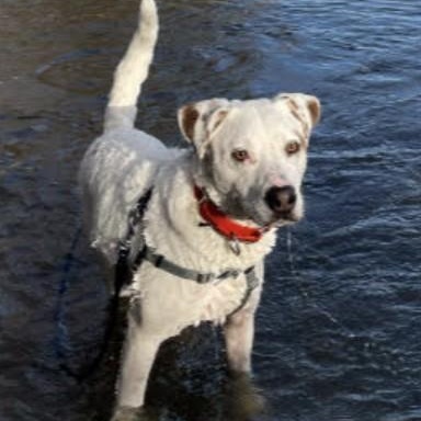 Bear (Polar), a Adoptable Cattle Dog in South Plainfield, NJ image 2/5