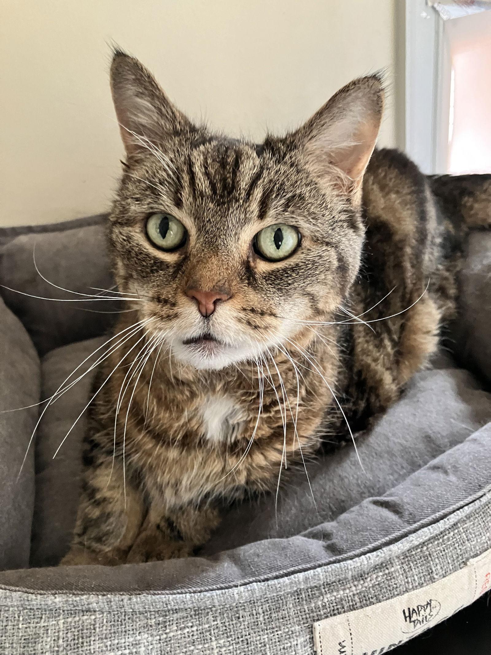 Willow, Adoptable, Adult Female Domestic Medium Hair.