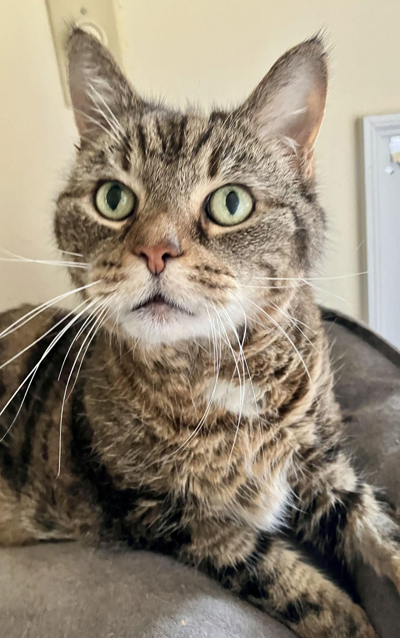 Enlarge Willow, a Adoptable Domestic Medium Hair in Pittsburgh, PA image 2/3