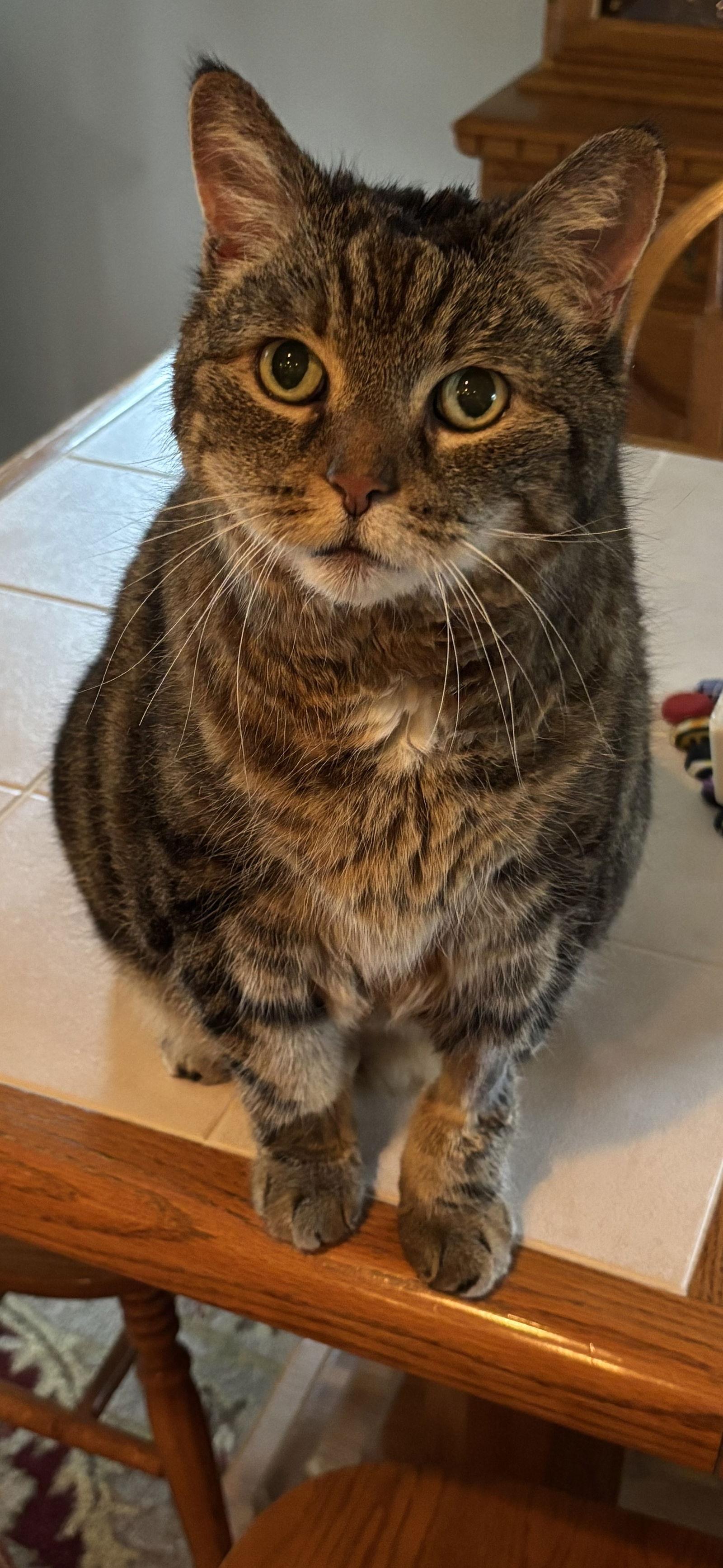 Enlarge Willow, a Adoptable Domestic Medium Hair in Pittsburgh, PA image 3/3