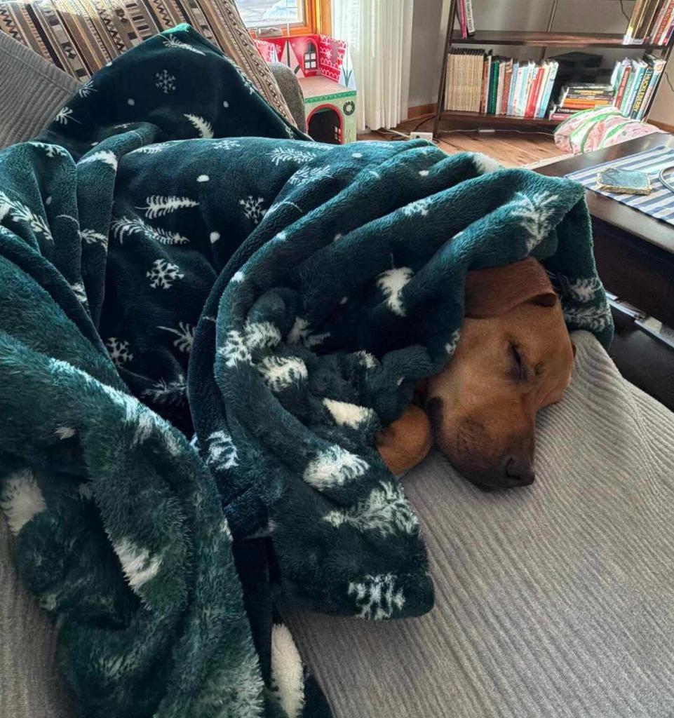 Hank (Dobby), Adoptable, Young Male Labrador Retriever.