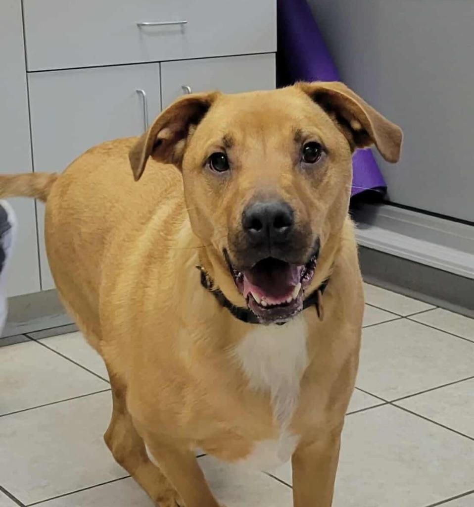 Hank (Dobby), a Adoptable Labrador Retriever in sun prairie, WI image 2/2