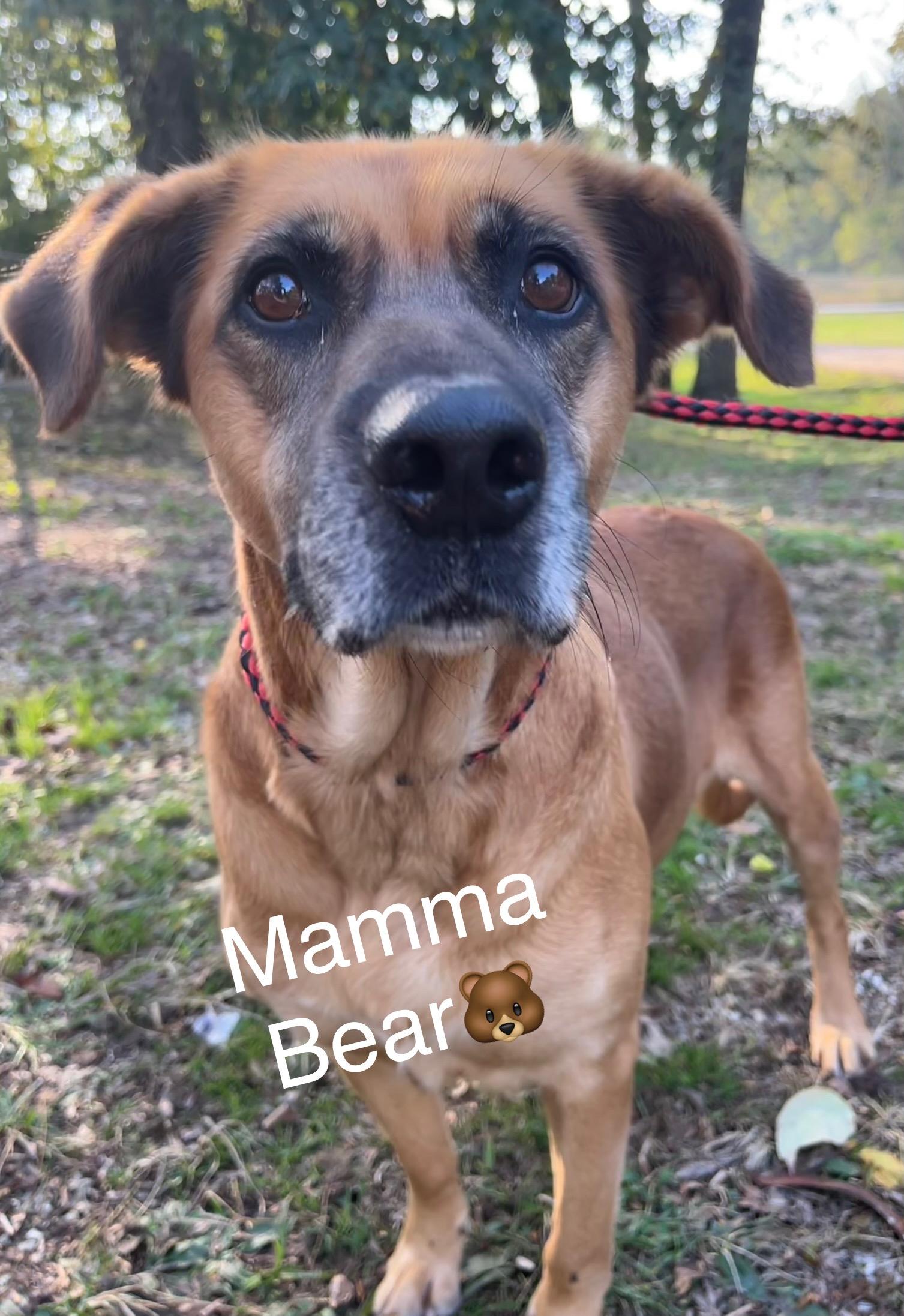 Mamma Bear