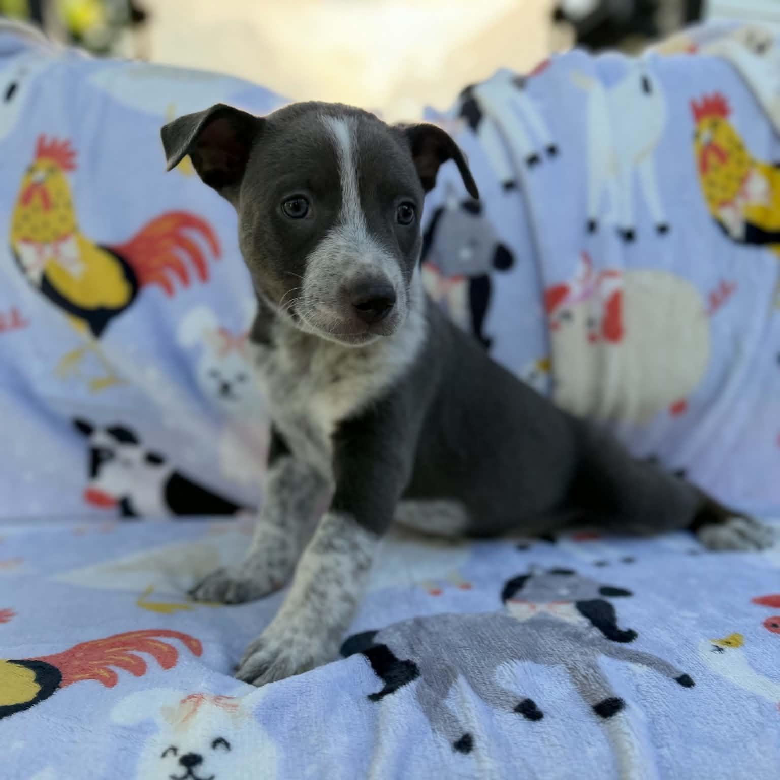 Beefy, an adoptable mixed breed in Des Moines, IA image 5/6