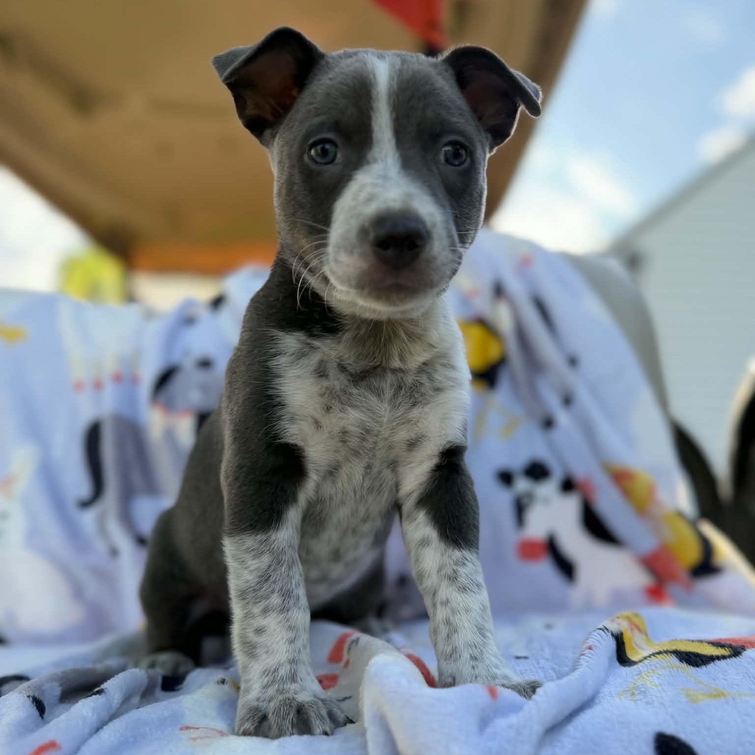 Beefy, an adoptable mixed breed in Des Moines, IA image 6/6