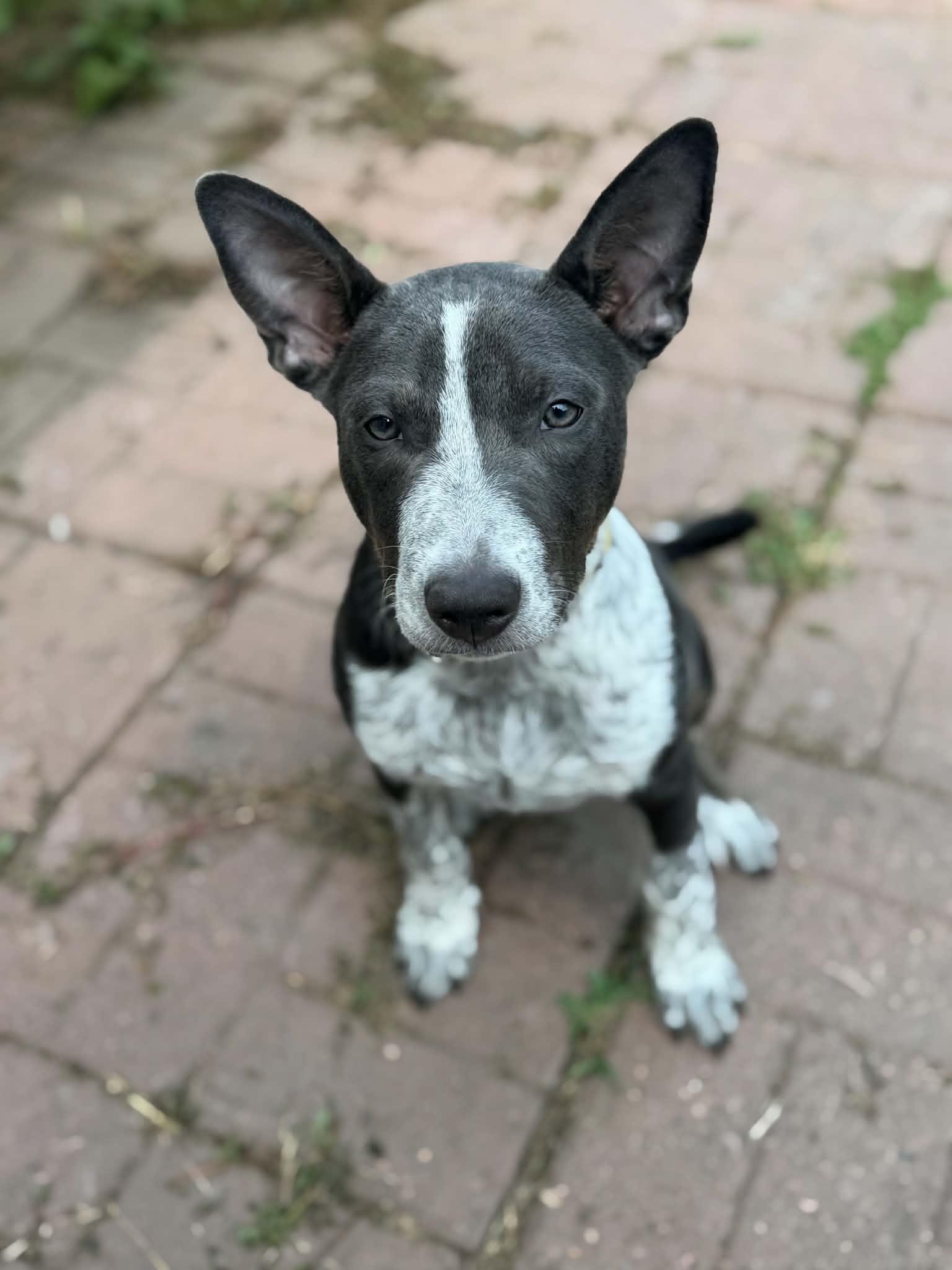 Beefy, an adoptable mixed breed in Des Moines, IA image 2/6