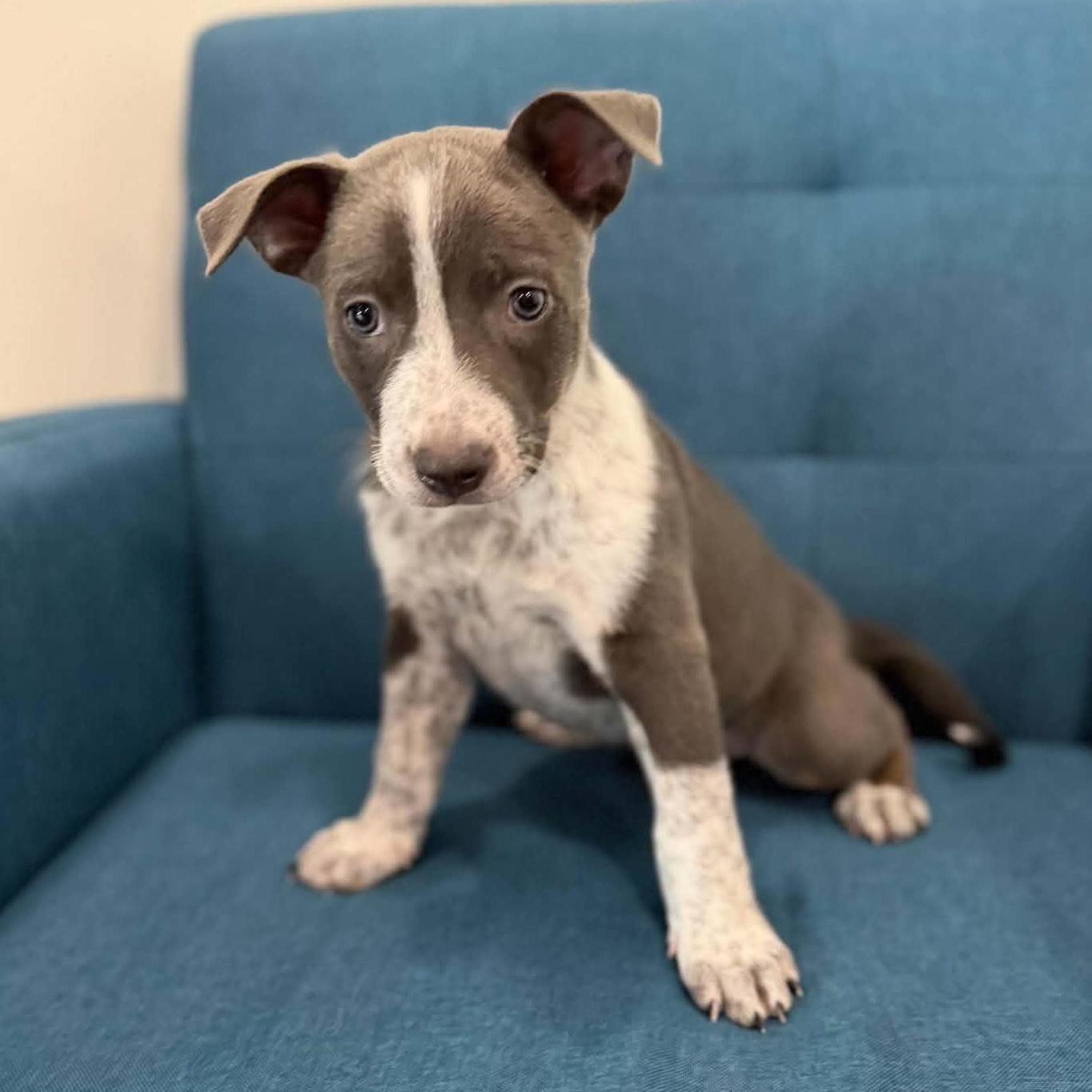 Beefy, an adoptable mixed breed in Des Moines, IA image 4/6