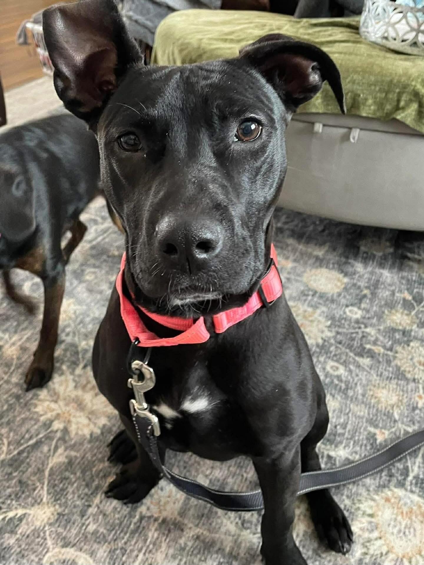 Maryann (Mimi), adopted, Puppy Female Mixed Breed.