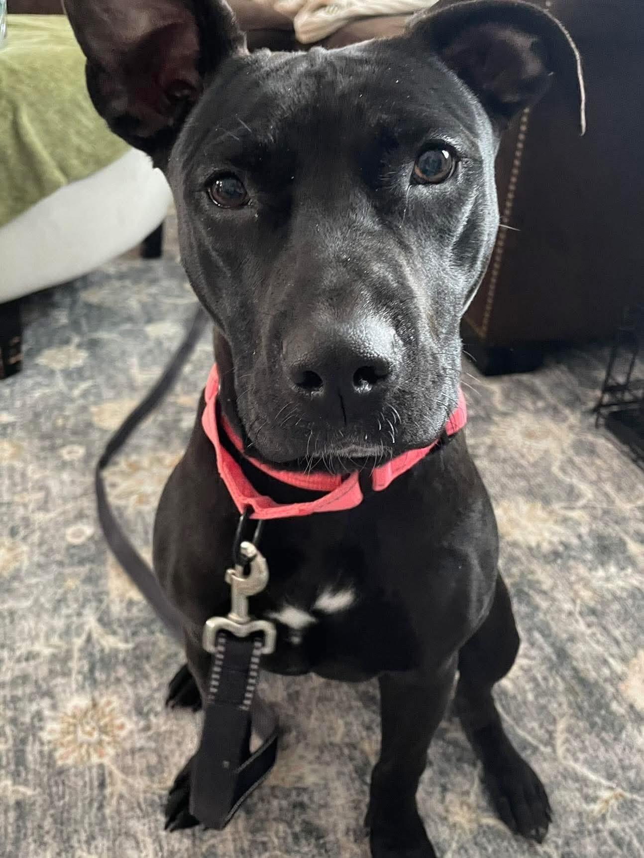 Enlarge Maryann (Mimi), an adopted Mixed Breed in Highland, NY image 3/4