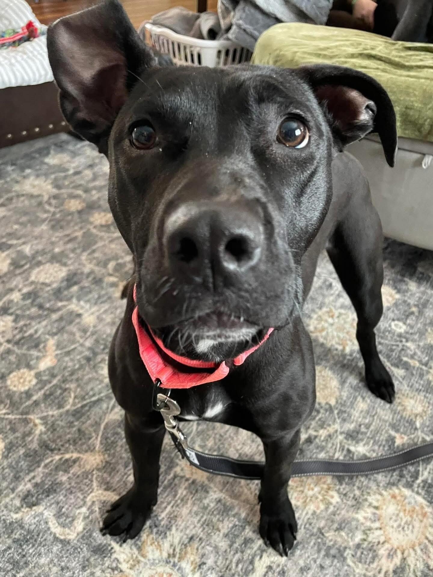 Enlarge Maryann (Mimi), an adopted Mixed Breed in Highland, NY image 2/4