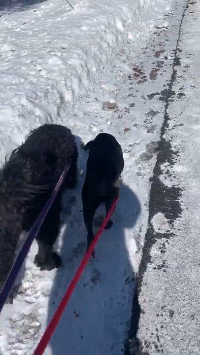 Enlarge Maryann (Mimi), an adopted Mixed Breed in Highland, NY video 4/4