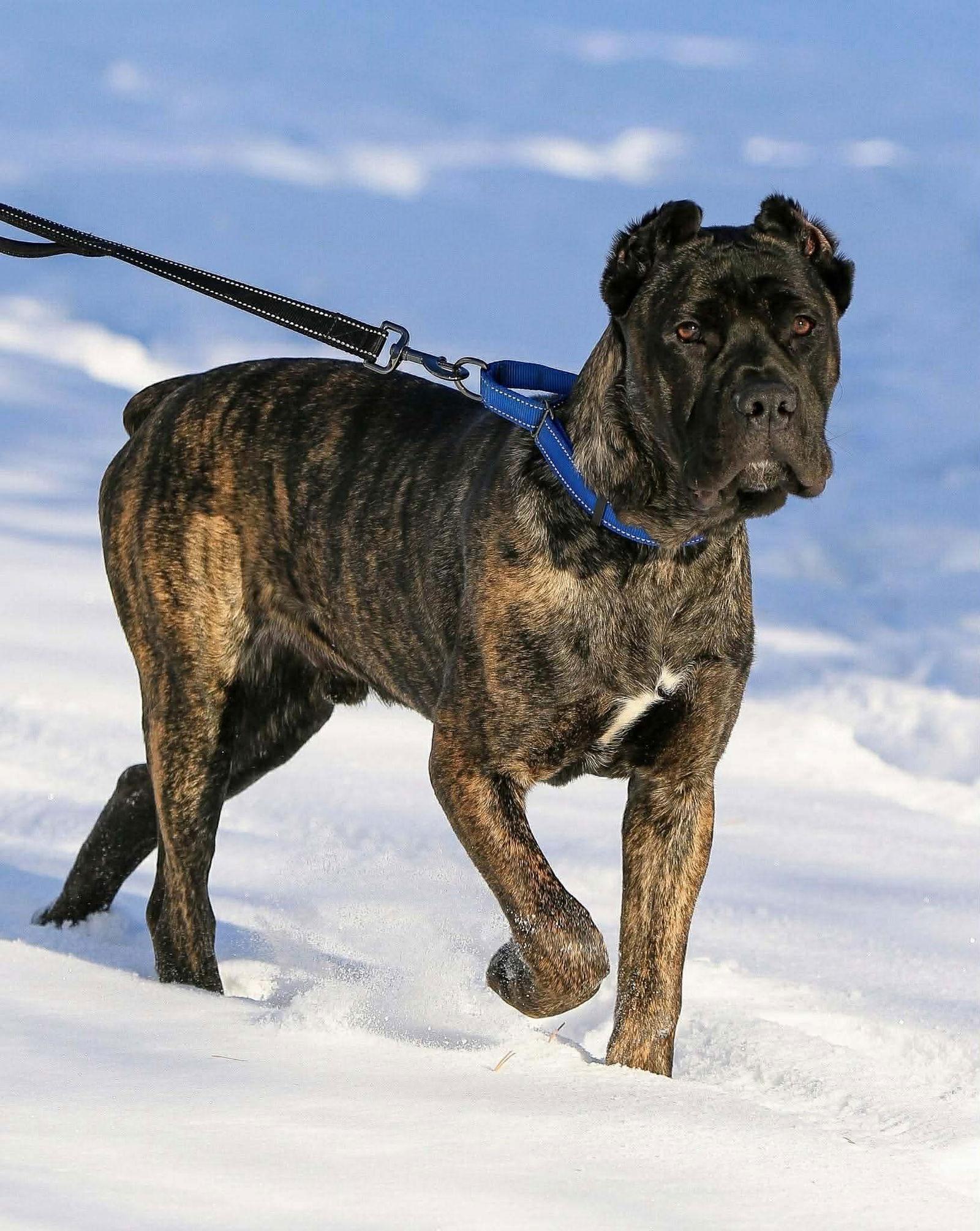 Bravo, Adoptable, Young Male American Staffordshire Terrier & Cane Corso.