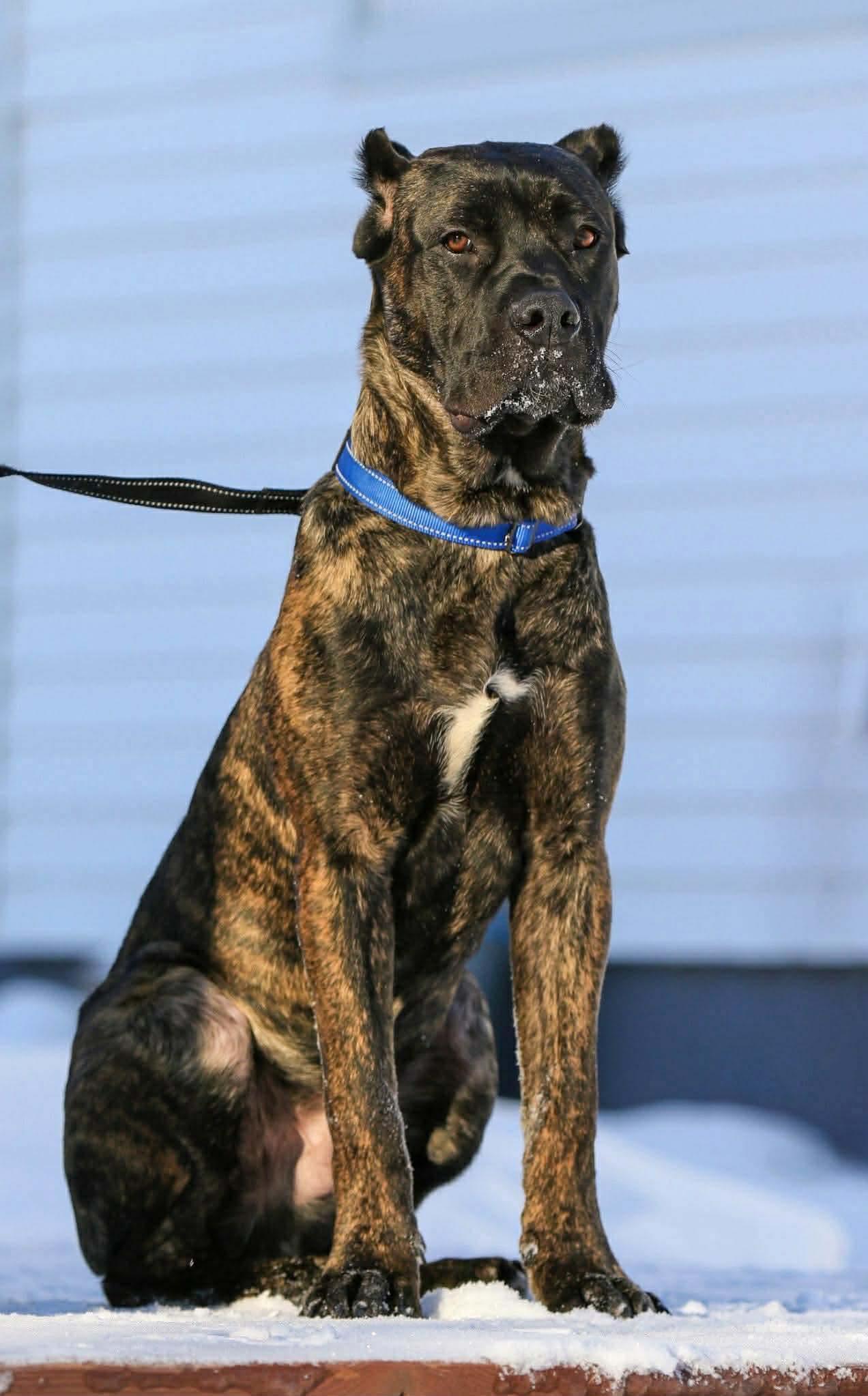 Bravo, a Adoptable mixed breed in Duluth, MN image 2/3