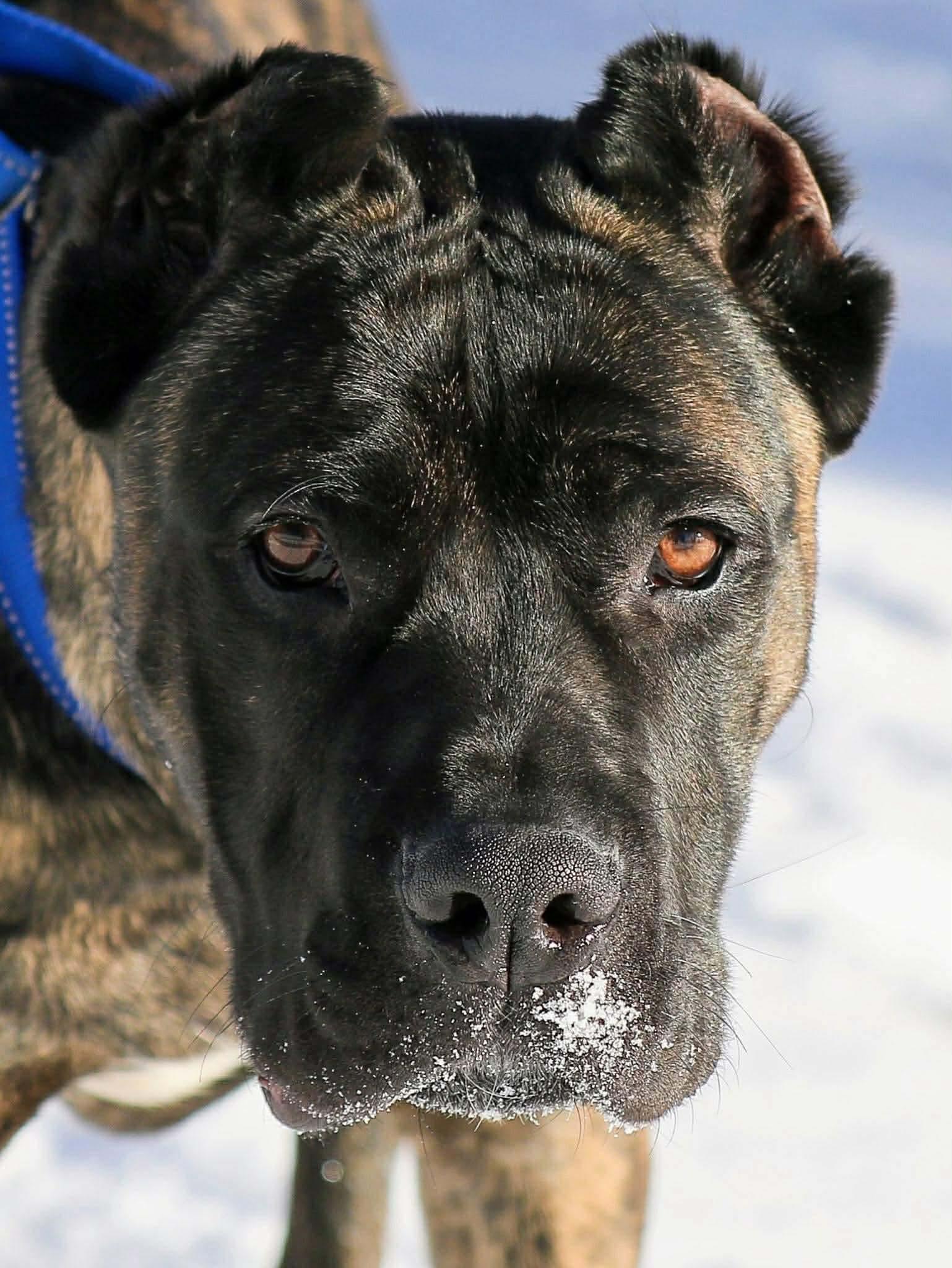 Bravo, a Adoptable mixed breed in Duluth, MN image 3/3
