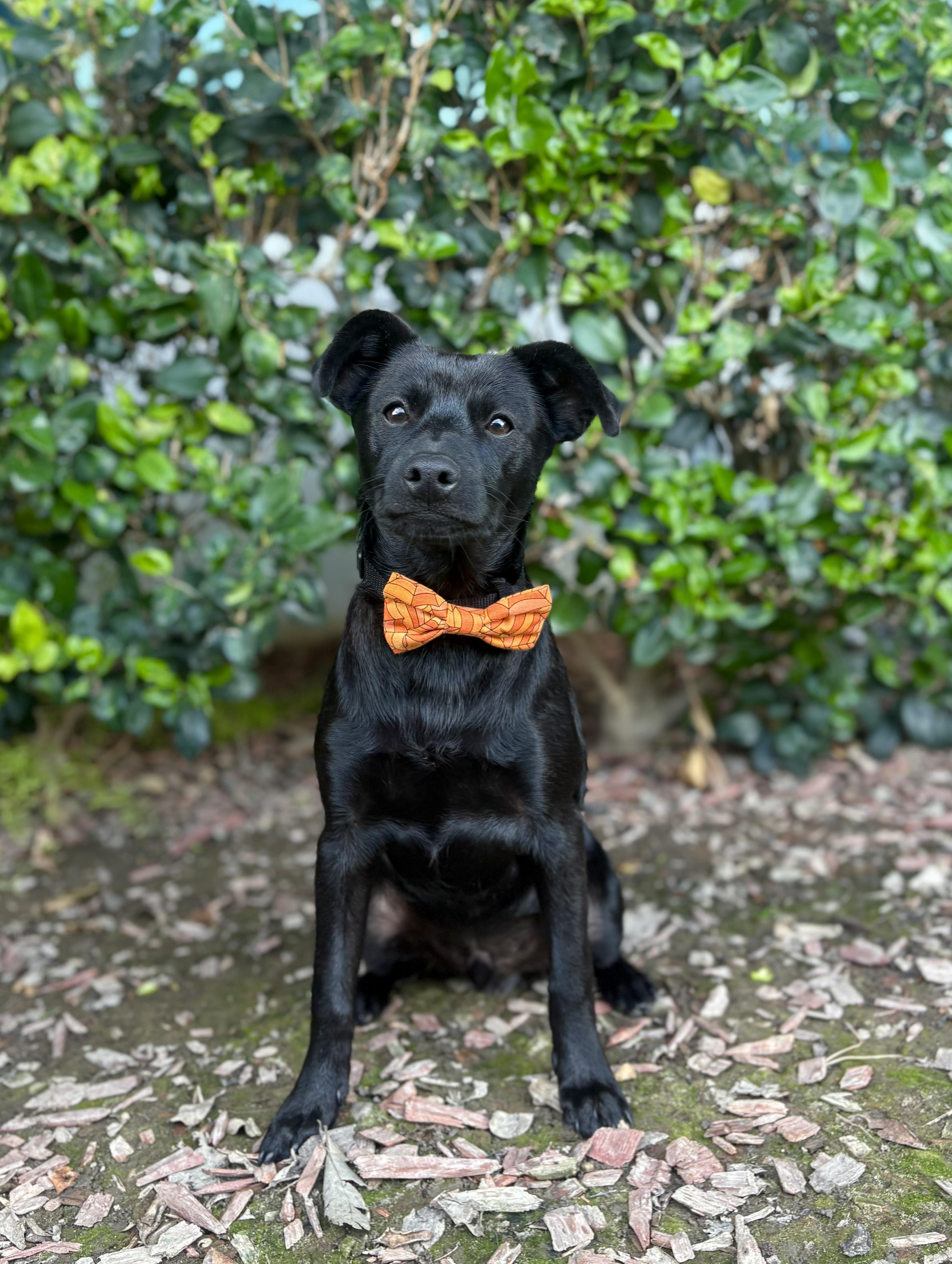 Ricky Martin, Adoptable, Puppy Male Chiweenie.