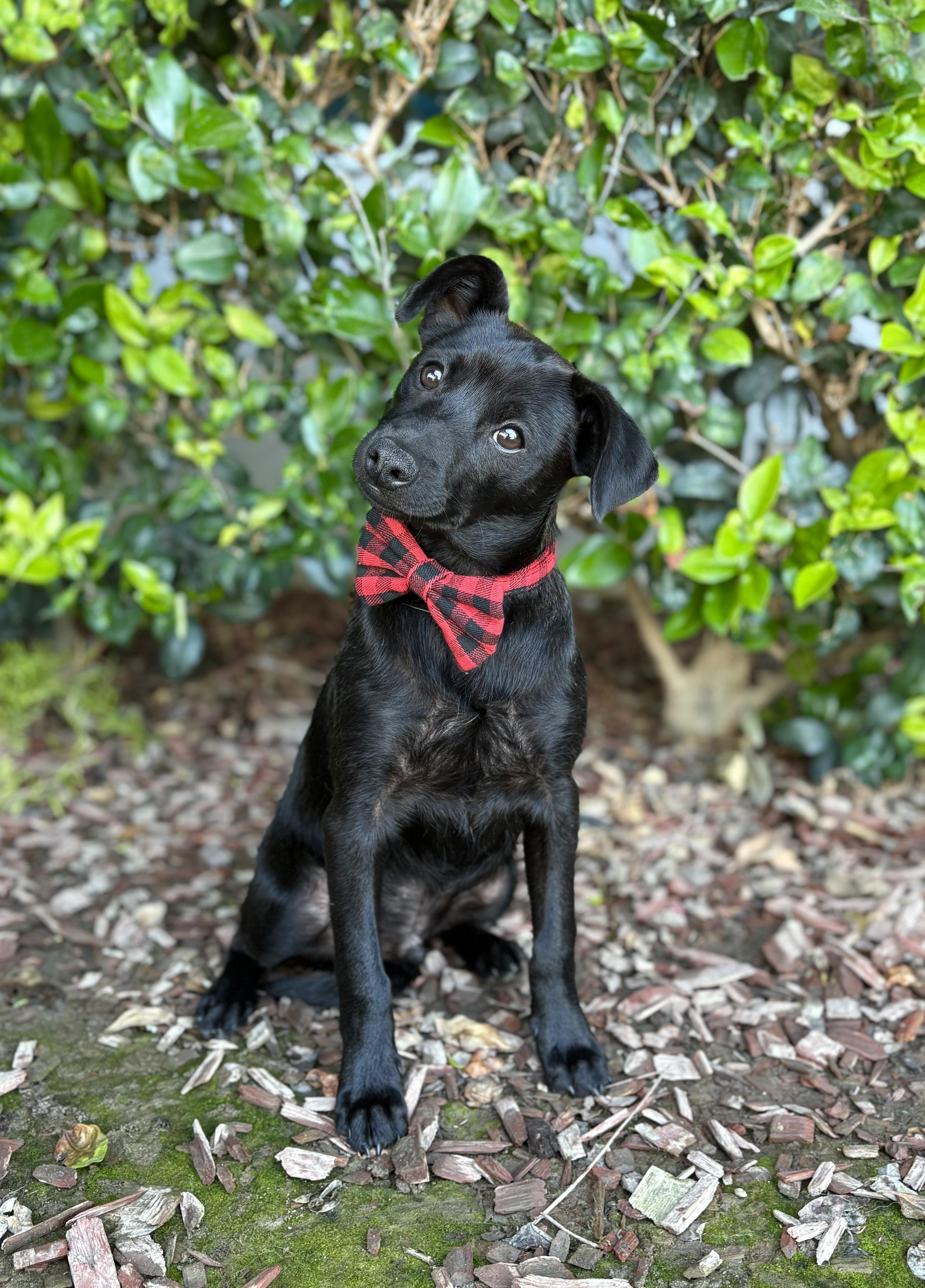 Enlarge Ricky Martin, a Adoptable mixed breed in South El Monte, CA image 5/6