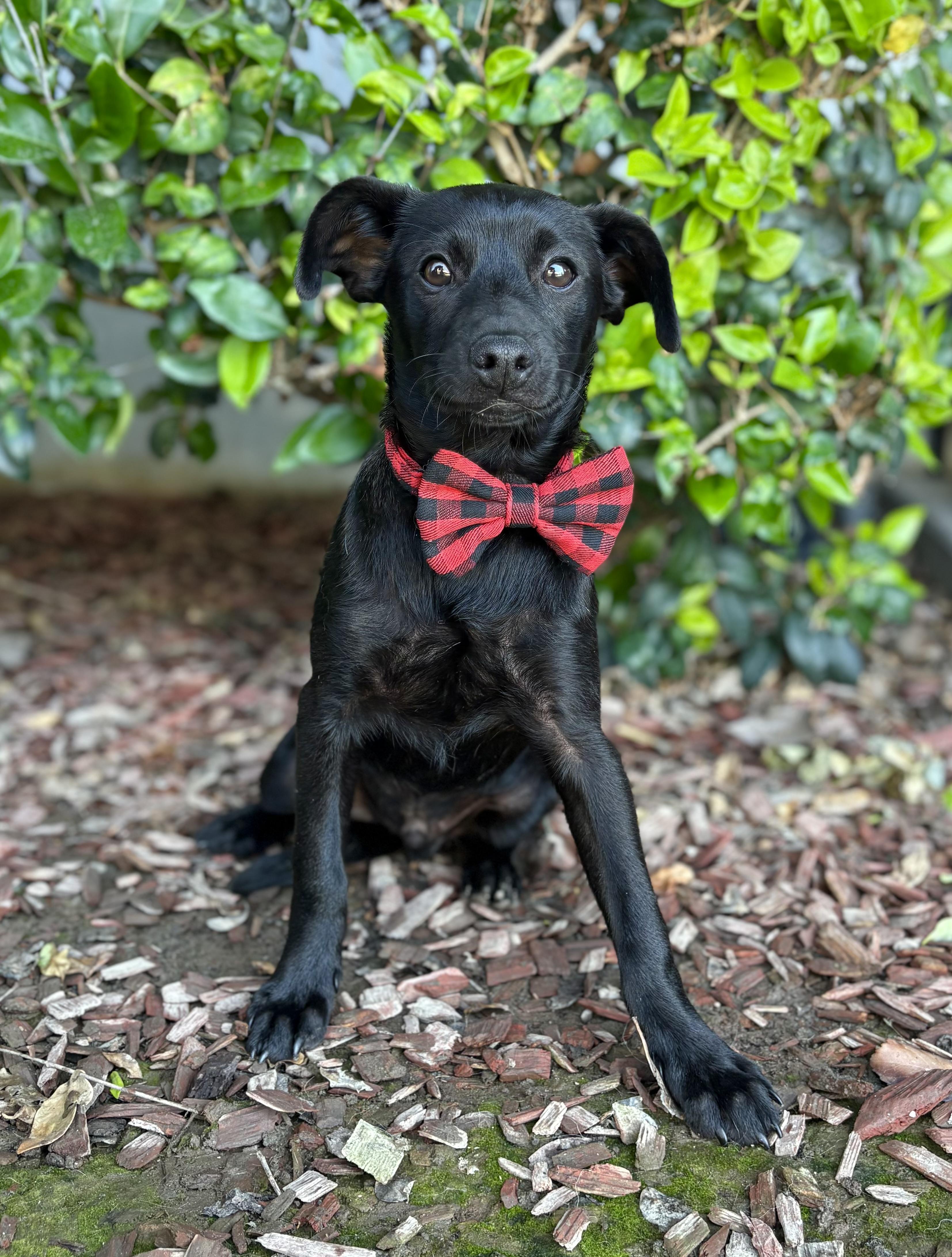 Enlarge Ricky Martin, a Adoptable mixed breed in South El Monte, CA image 6/6