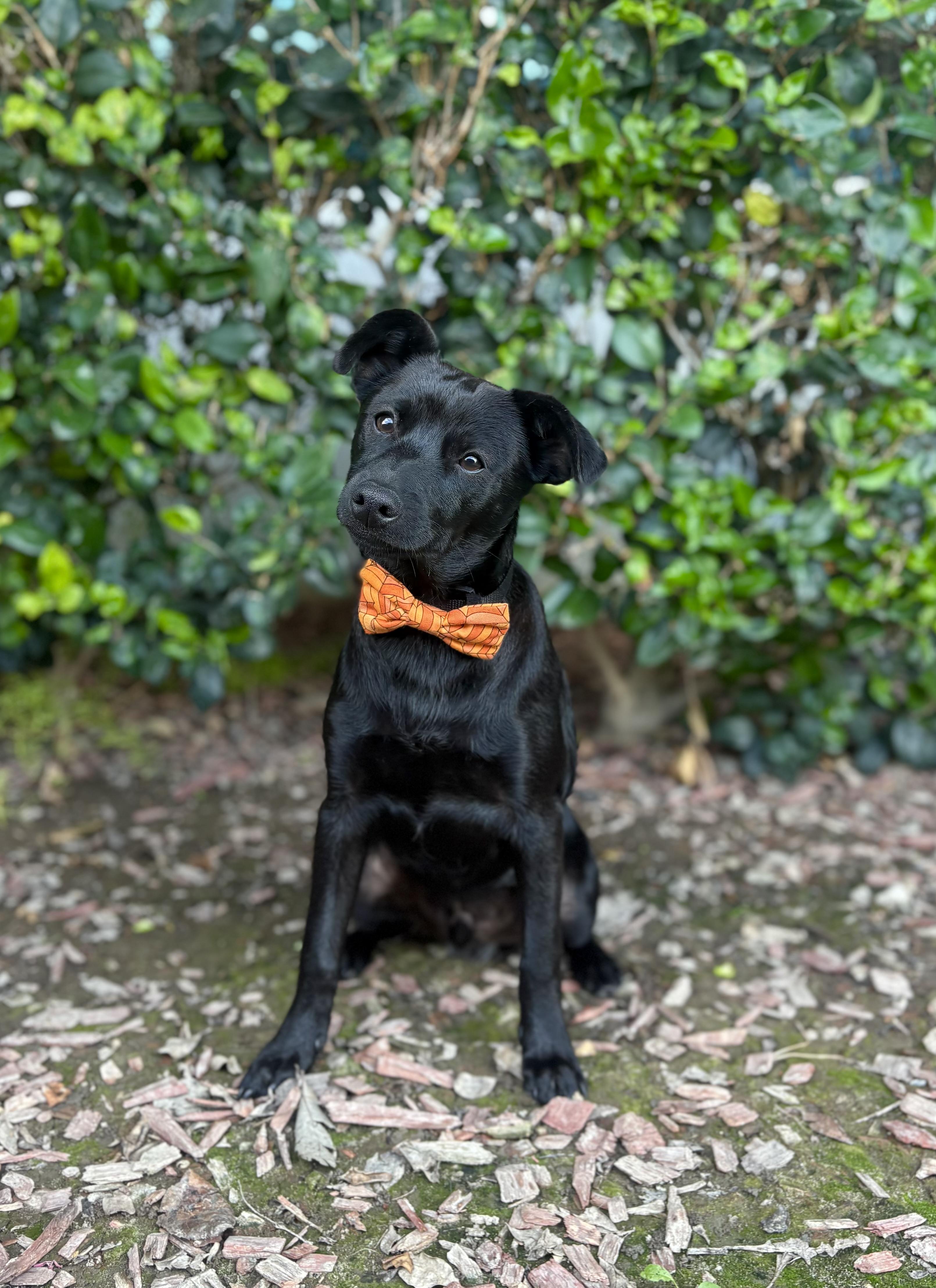 Enlarge Ricky Martin, a Adoptable mixed breed in South El Monte, CA image 2/6