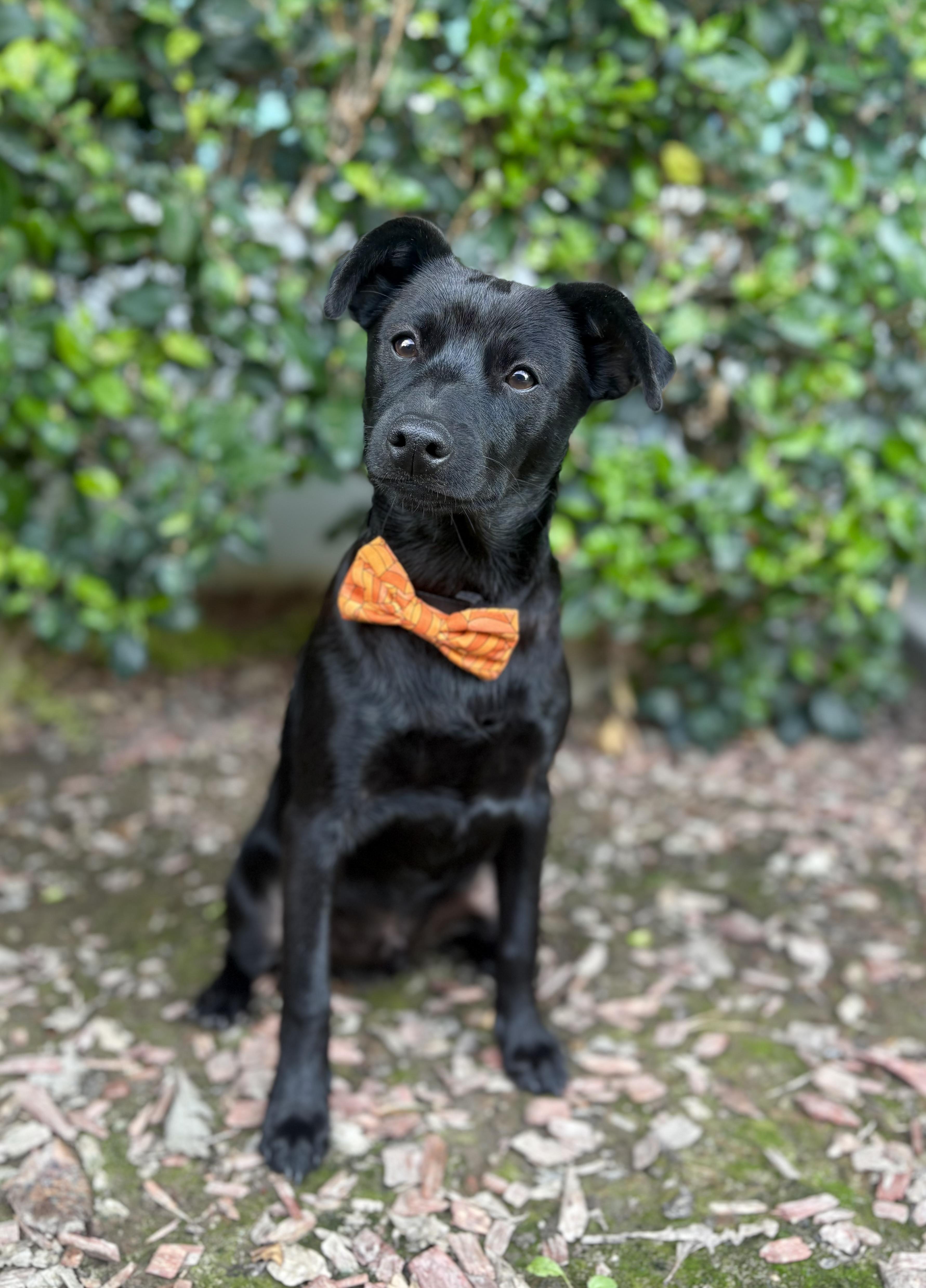 Ricky Martin, an adoptable Chiweenie in South El Monte, CA, 91733 | Photo Image 4