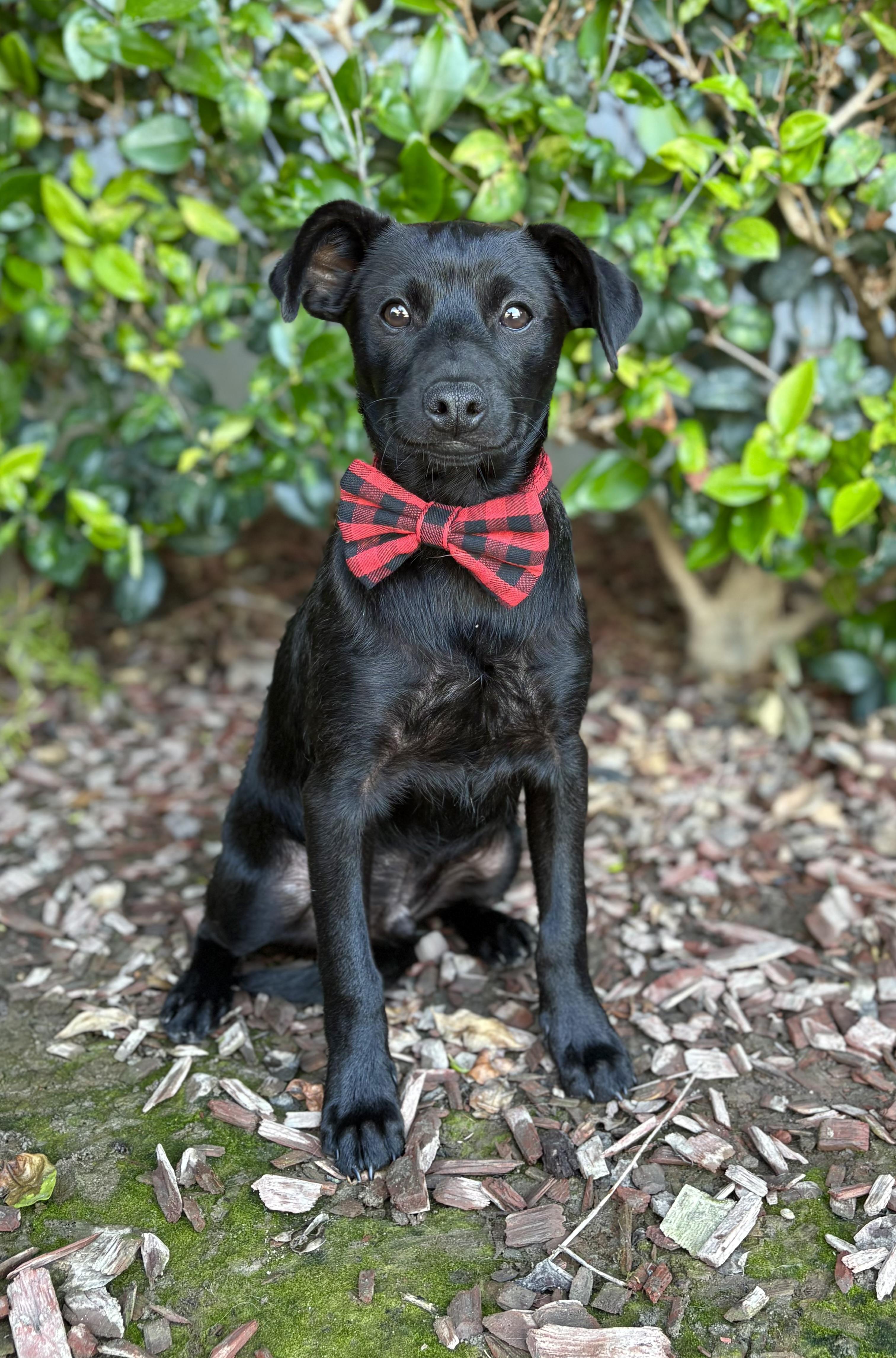 Ricky Martin, an adoptable Chiweenie in South El Monte, CA, 91733 | Photo Image 5