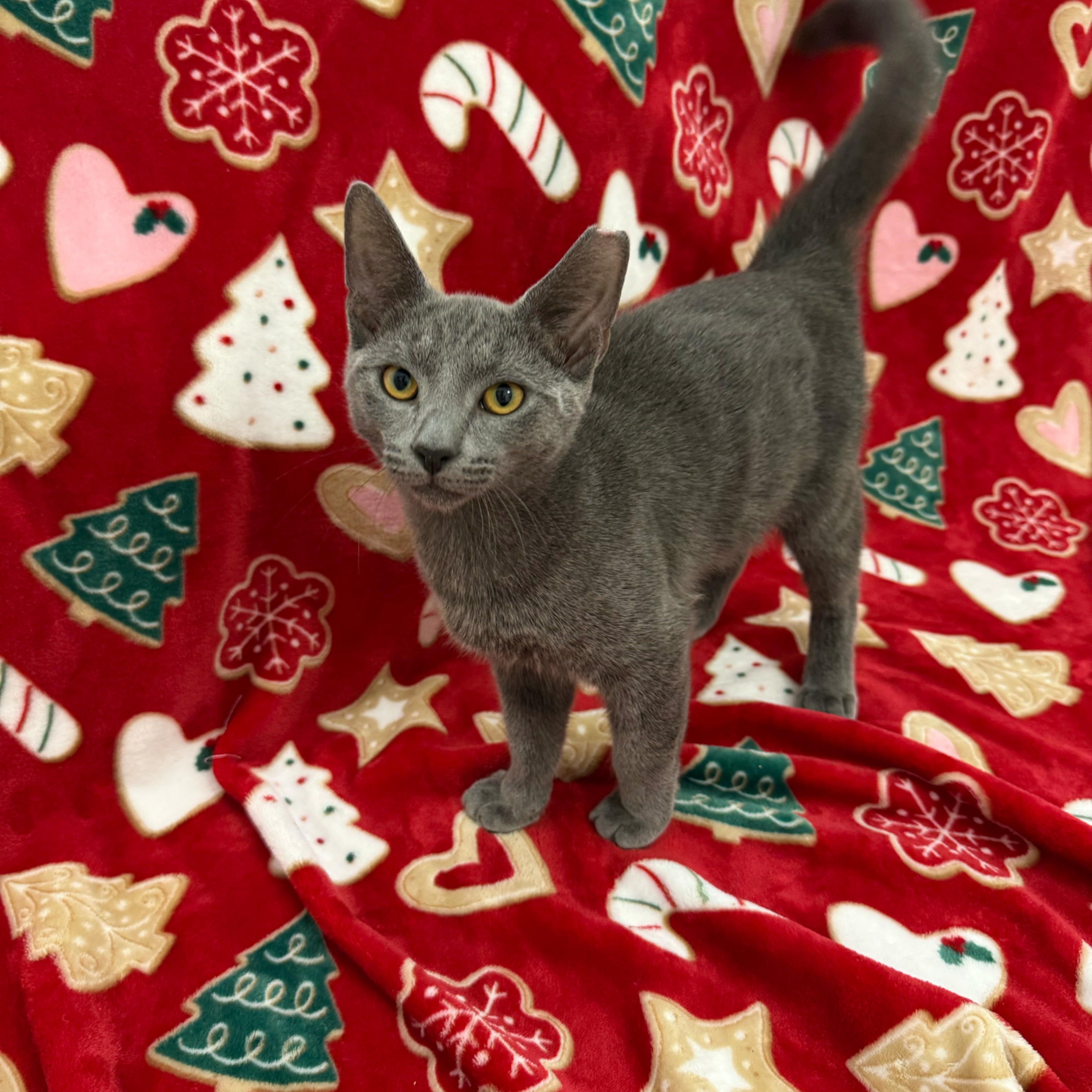 Enlarge Tinsel, an adopted Domestic Short Hair in Rye, NH image 3/5