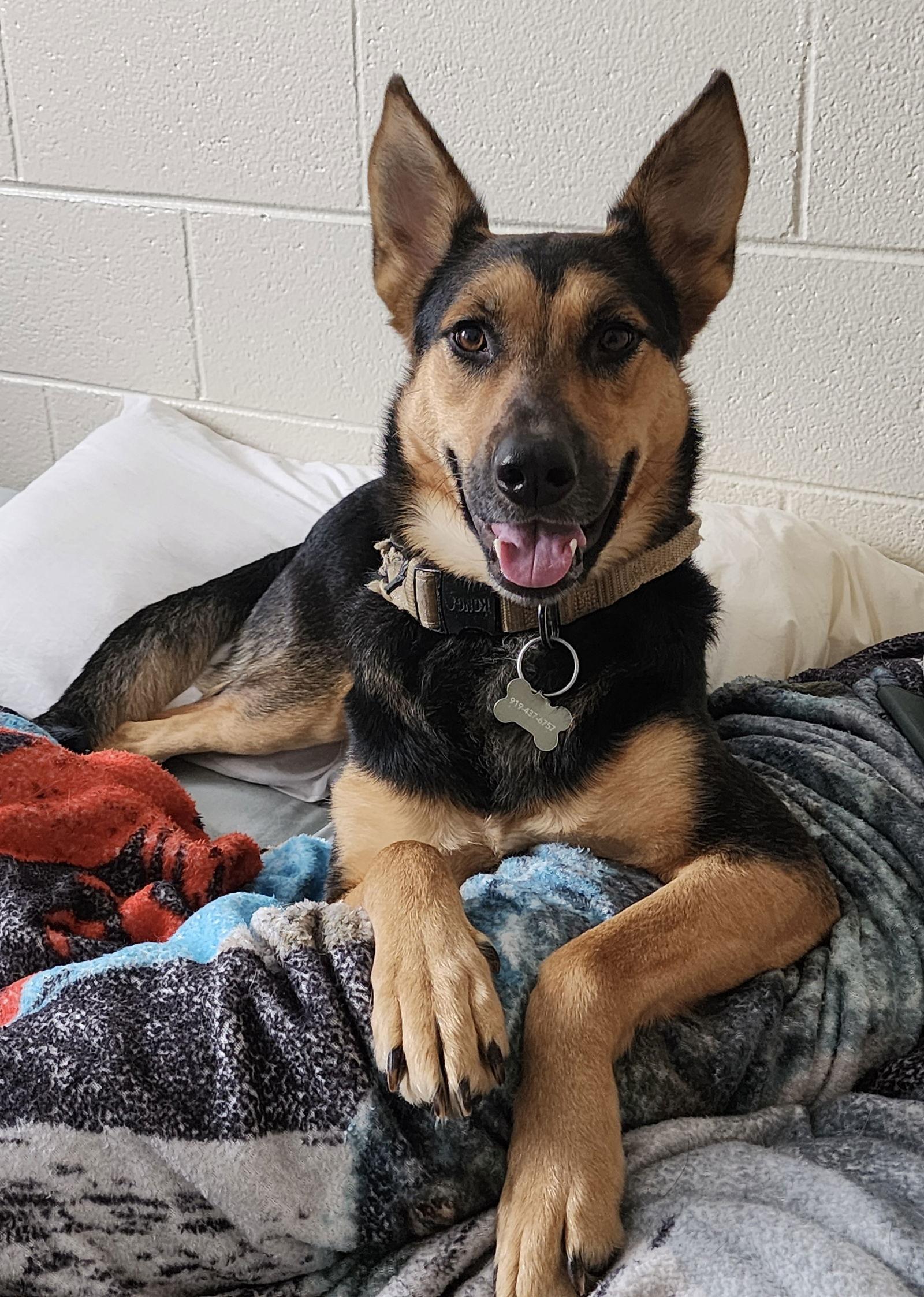 Enlarge Ellie, a Adoptable German Shepherd Dog in Rocky Point, NC image 1/3