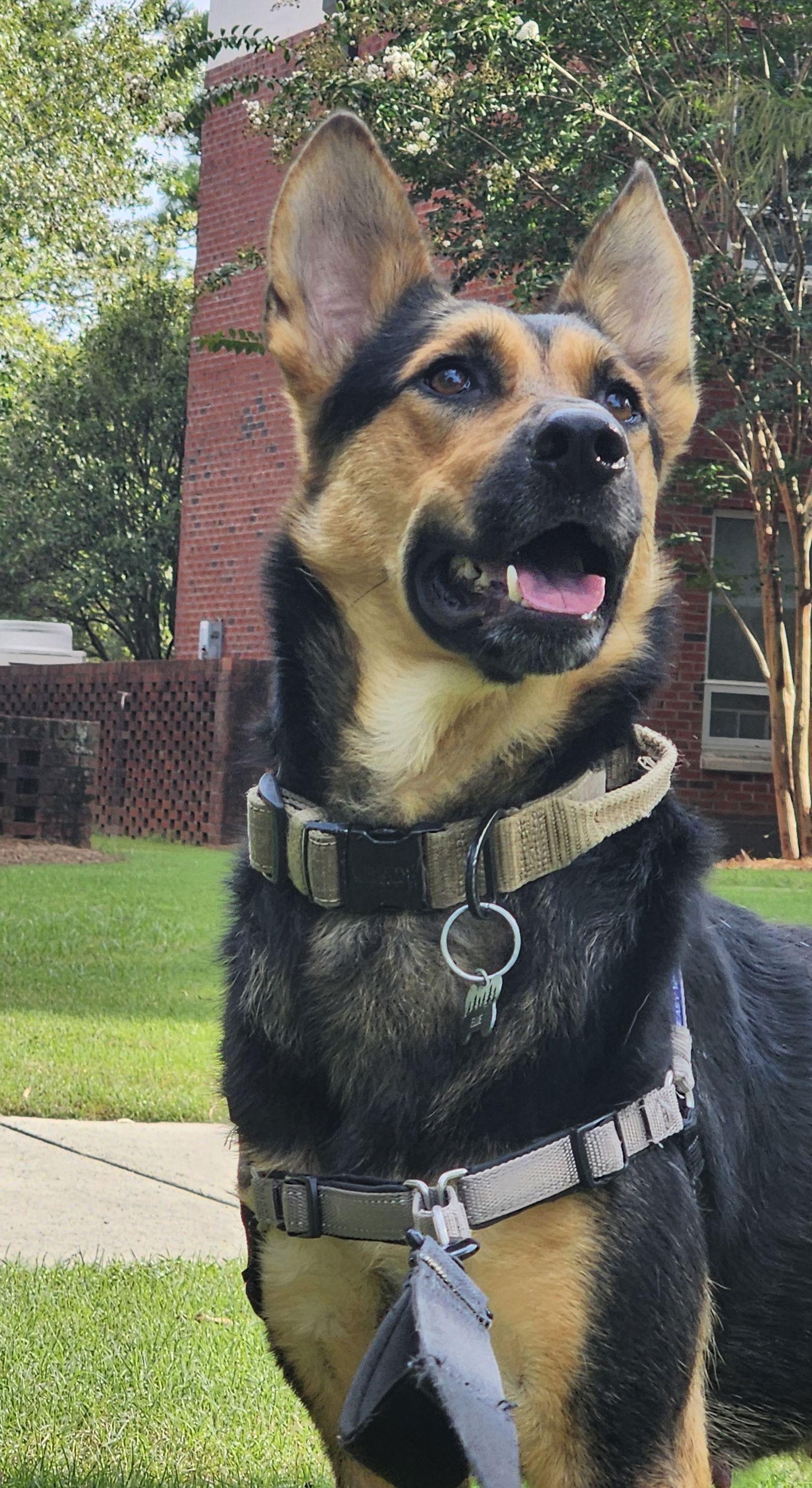 Enlarge Ellie, a Adoptable German Shepherd Dog in Rocky Point, NC image 3/3