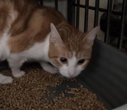 Lil Lady, Adoptable, Adult Female Domestic Medium Hair & Domestic Short Hair.