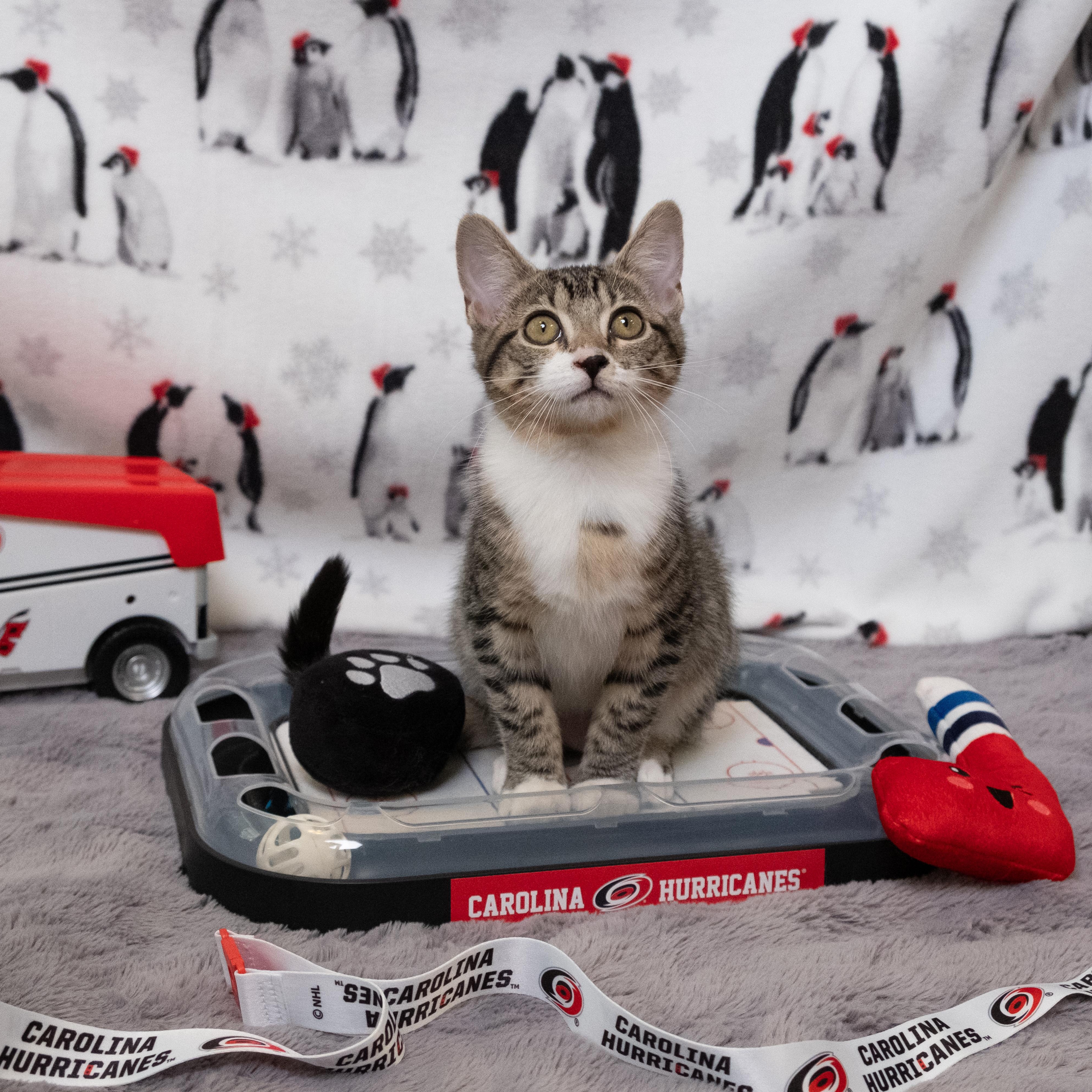 Bussi, adopted, Kitten Female Domestic Short Hair.