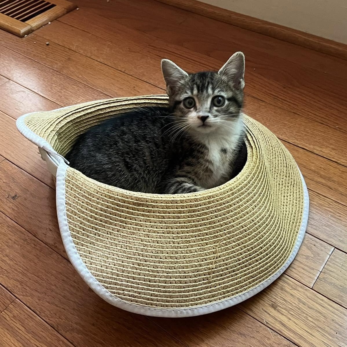 Bussi, an adopted Domestic Short Hair in Apex, NC image 5/6