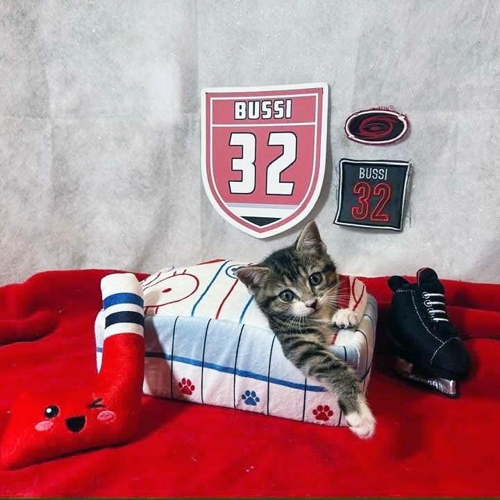 Bussi, an adopted Domestic Short Hair in Apex, NC image 4/6