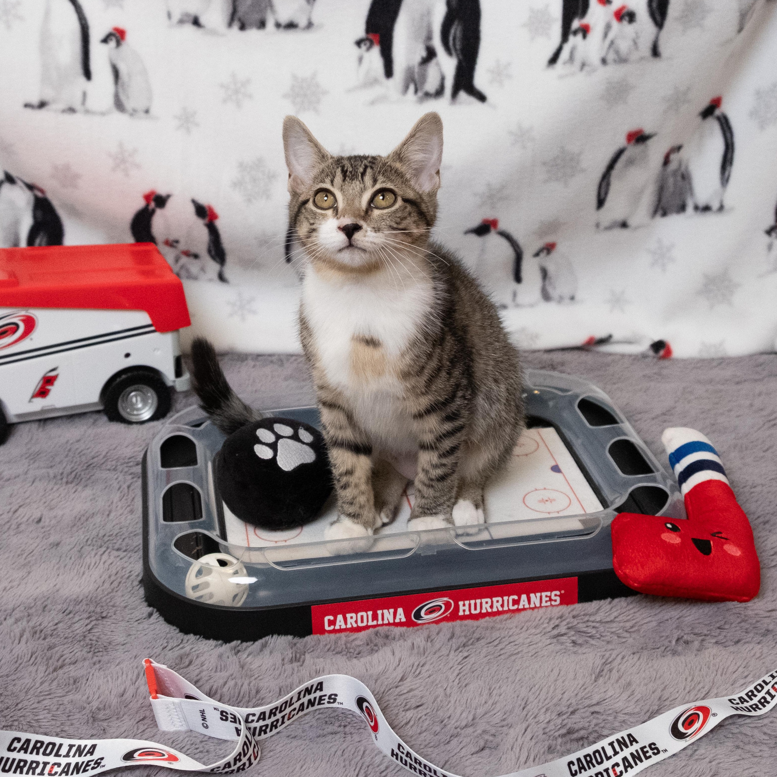 Bussi, an adopted Domestic Short Hair in Apex, NC image 3/6